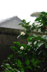 急な雨に降られて