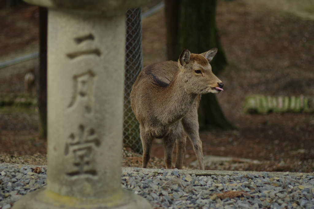 あっかんべー