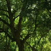 鷺原道の古巨木