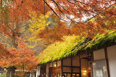 苔むした屋根