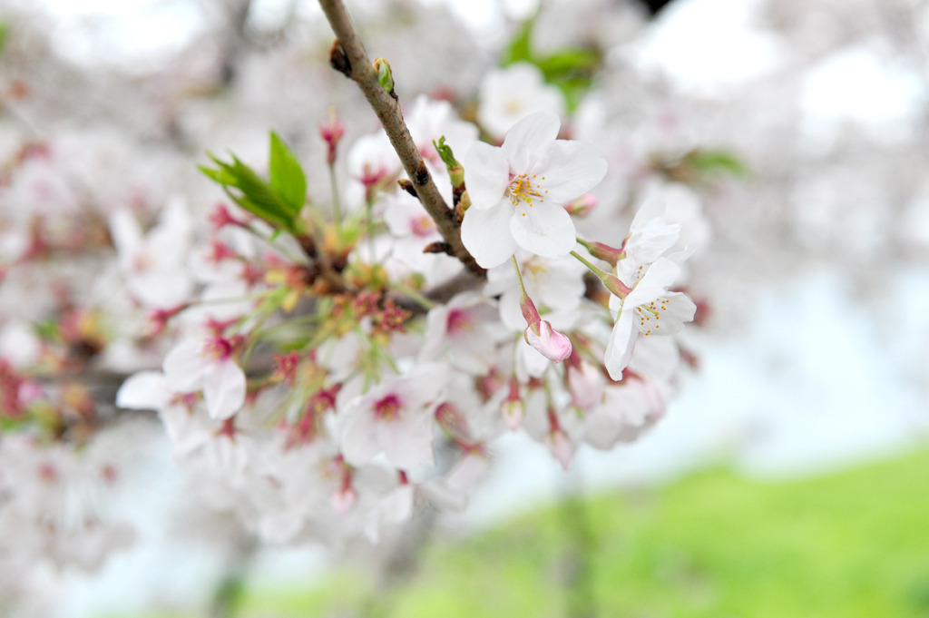 桜