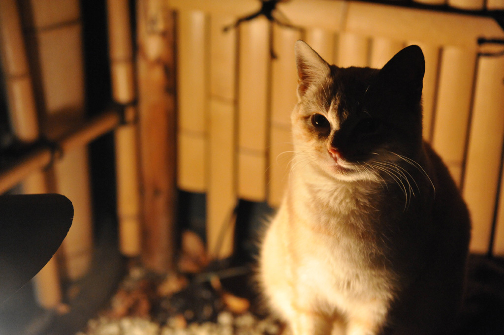 月夜に