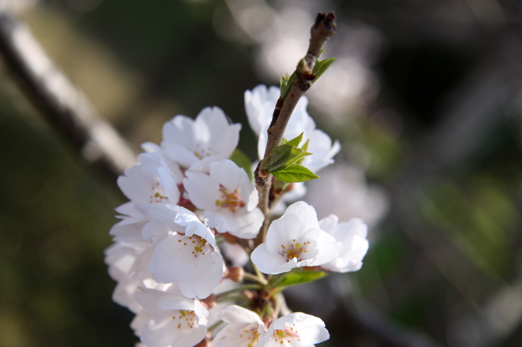 白桜