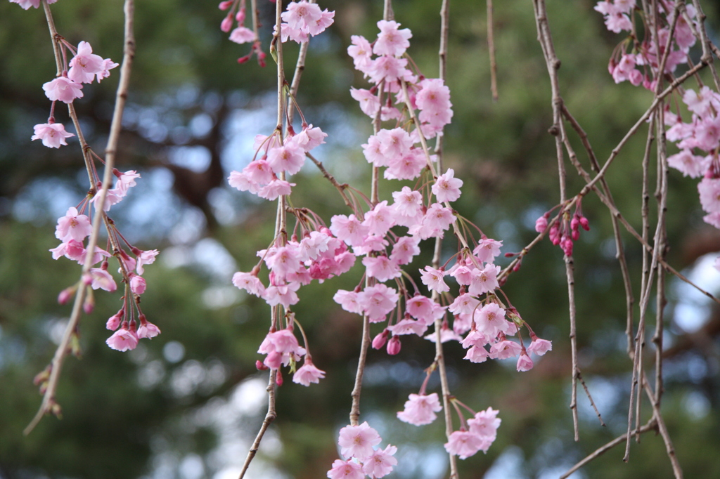 花のれん