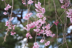 花のれん