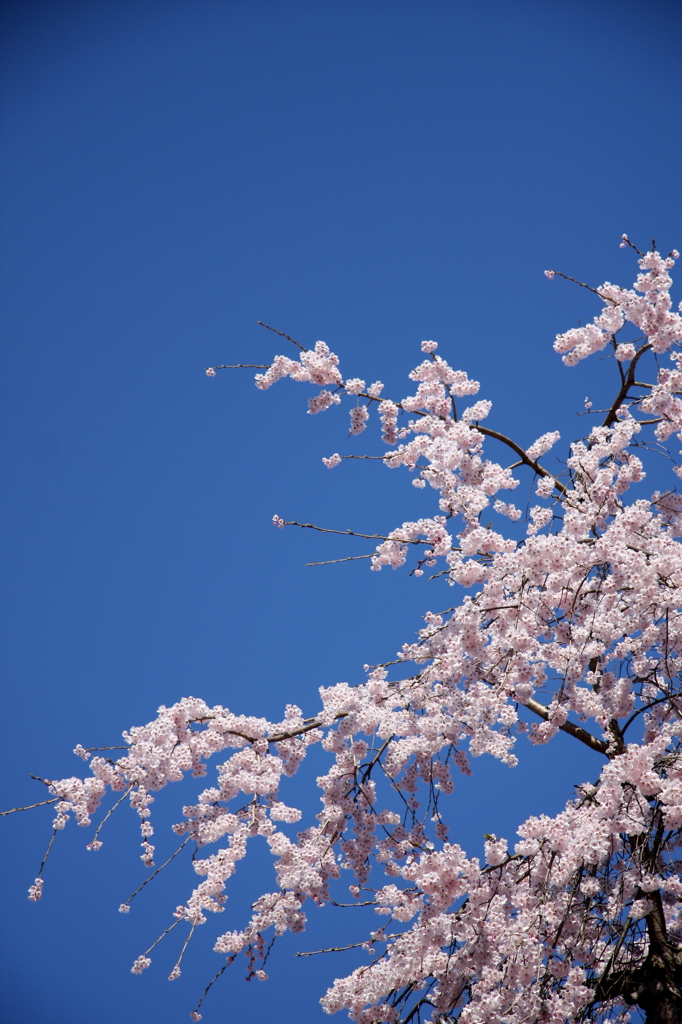 青と桜と