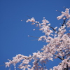 青と桜と