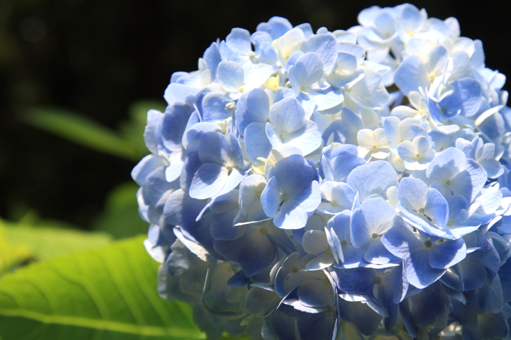 紫陽花