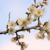 梅の花