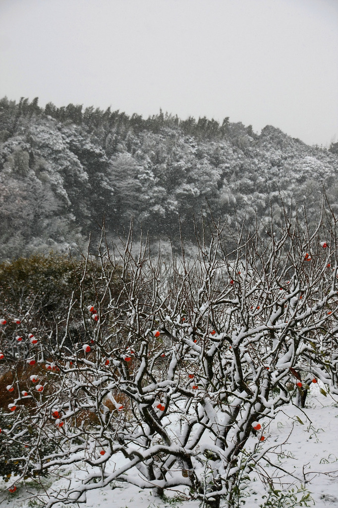 雪景色　柿の木
