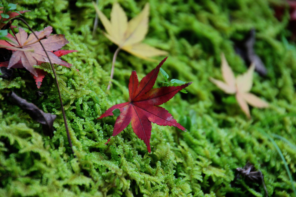 コケと紅葉