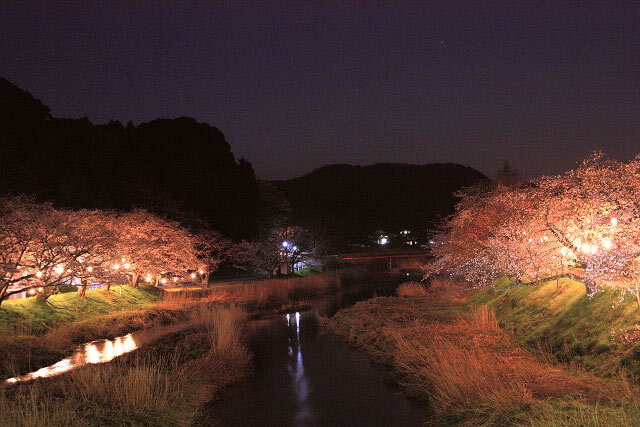 夜桜