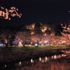 夜桜2