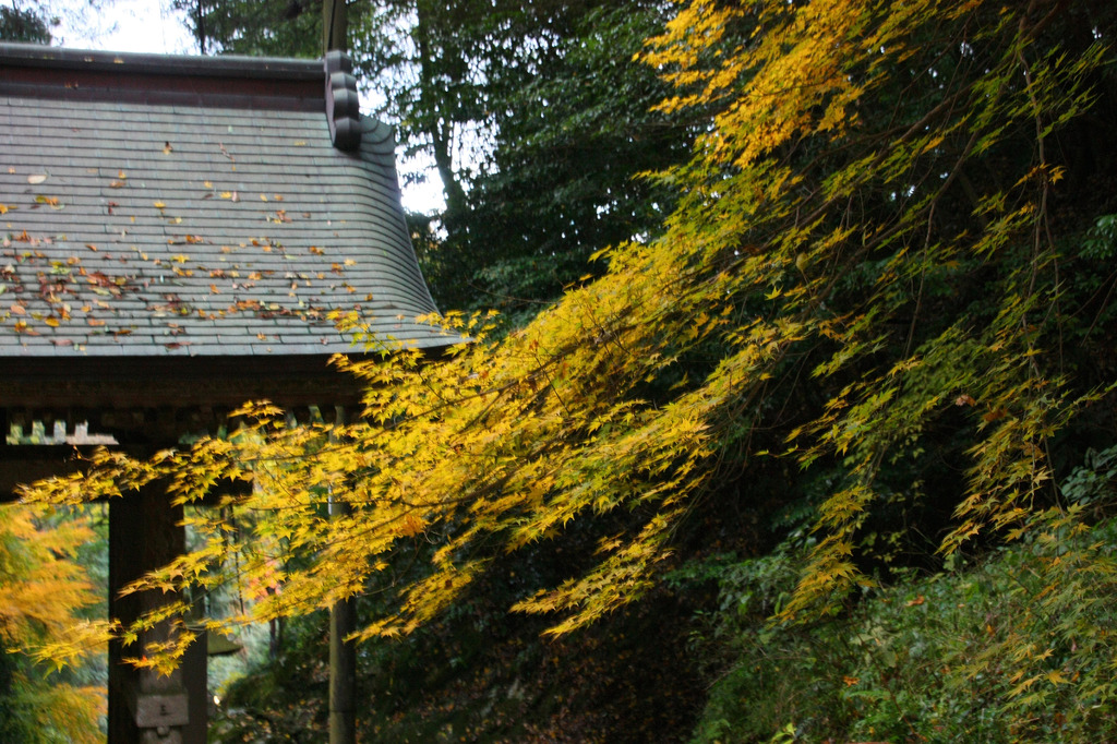 清水寺の紅葉