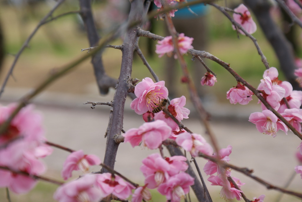 梅と蜂