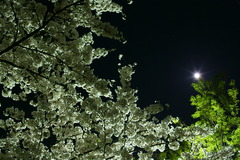 桜・緑・月