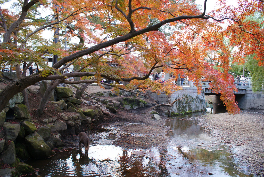 紅葉と鹿