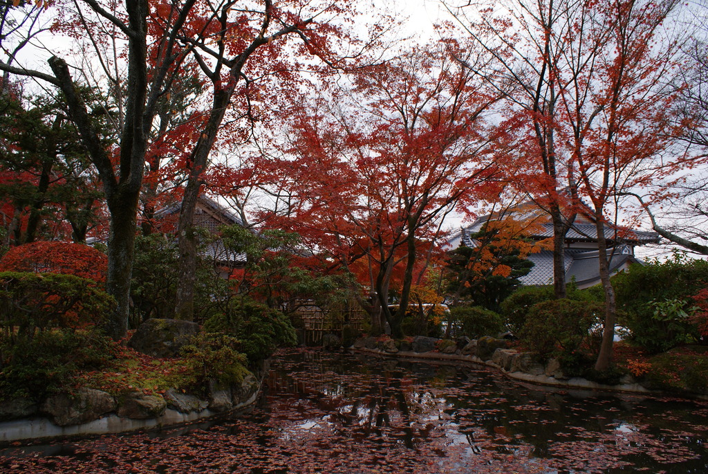 紅葉散る池