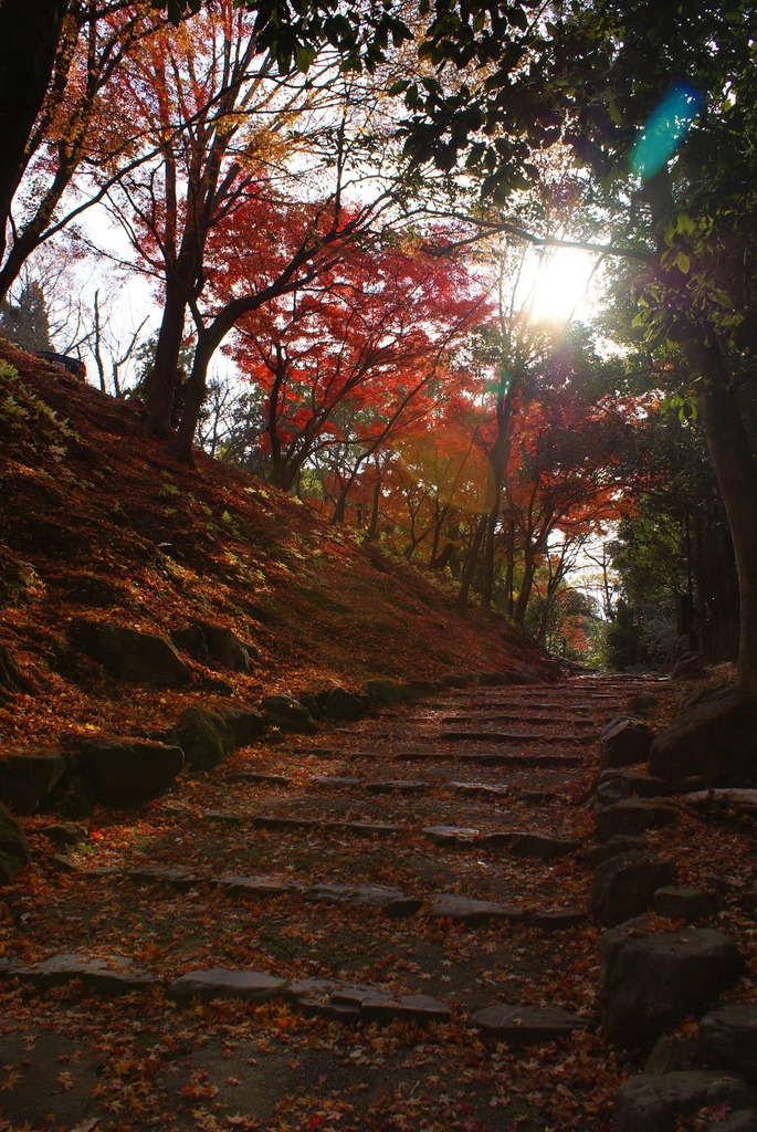 光射す紅葉道