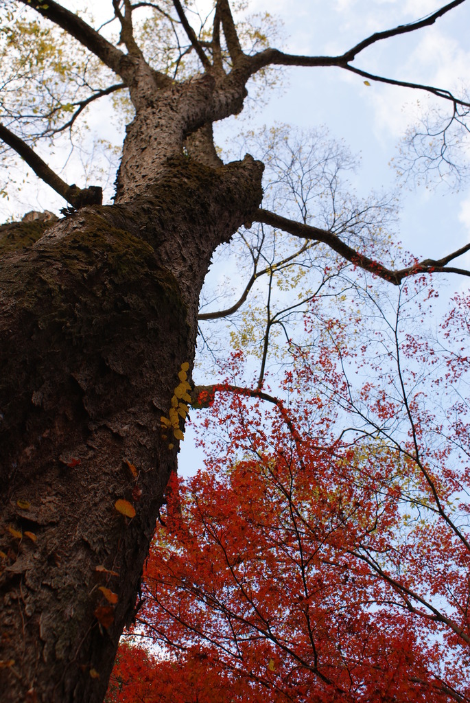紅葉と大木