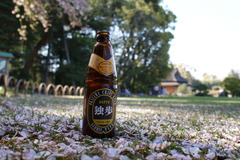 岡山地ビールと桜