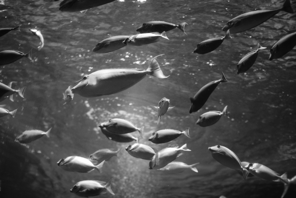 水族館（鳥羽）