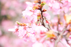 河津桜