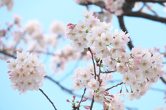 桜