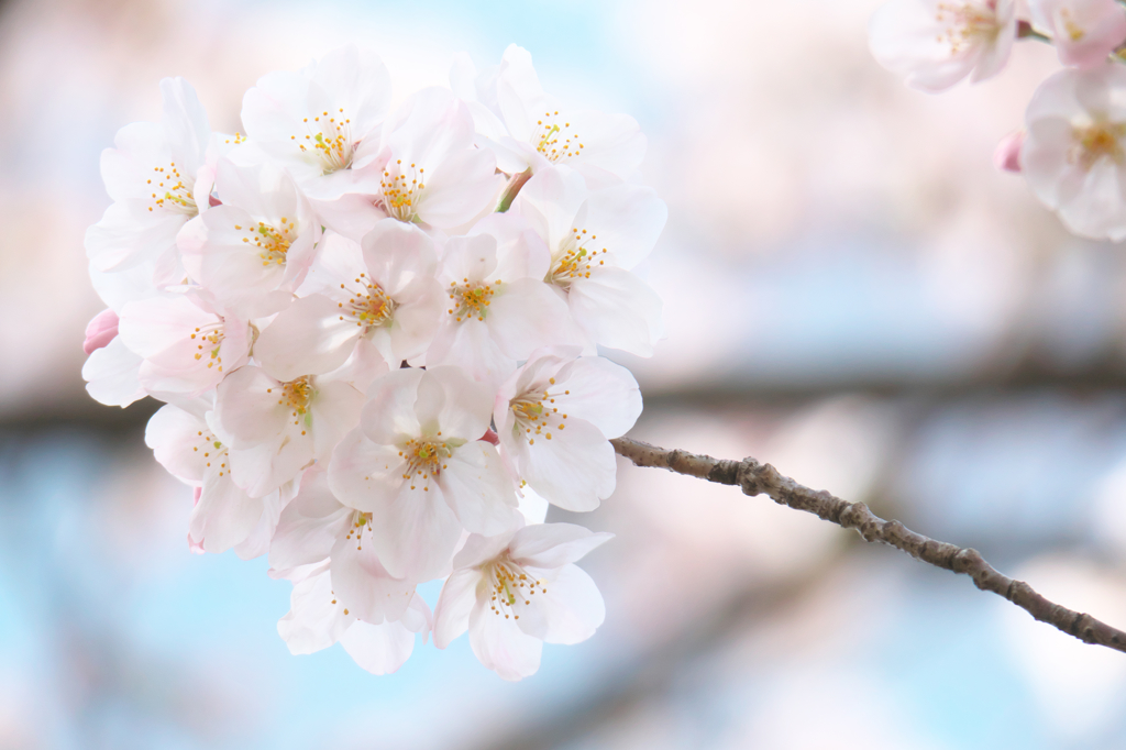 桜