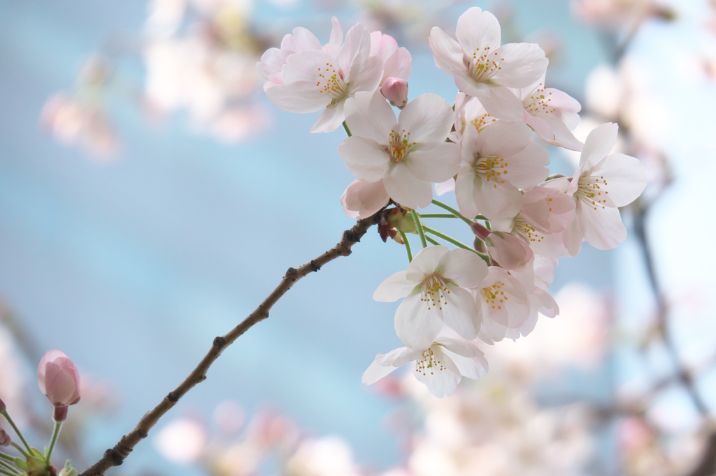 桜