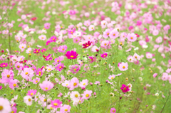 秋桜