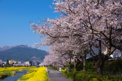 桜並木と菜の花