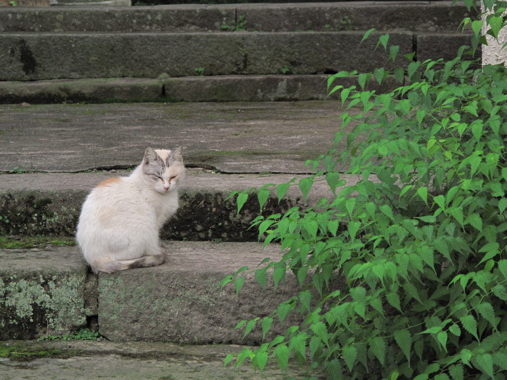 にゃんこ