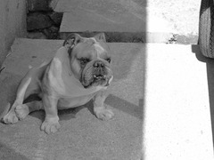 ノスタルジック