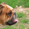 ブルドッグ