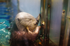 ラッコさん爪を研ぐ