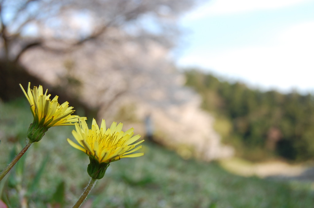 タンポポと桜