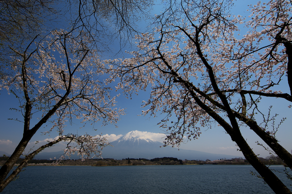 富士山と桜。