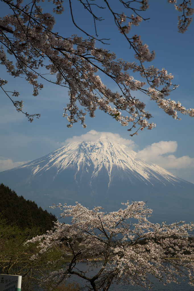 富士山と桜。