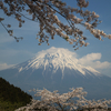 富士山と桜。