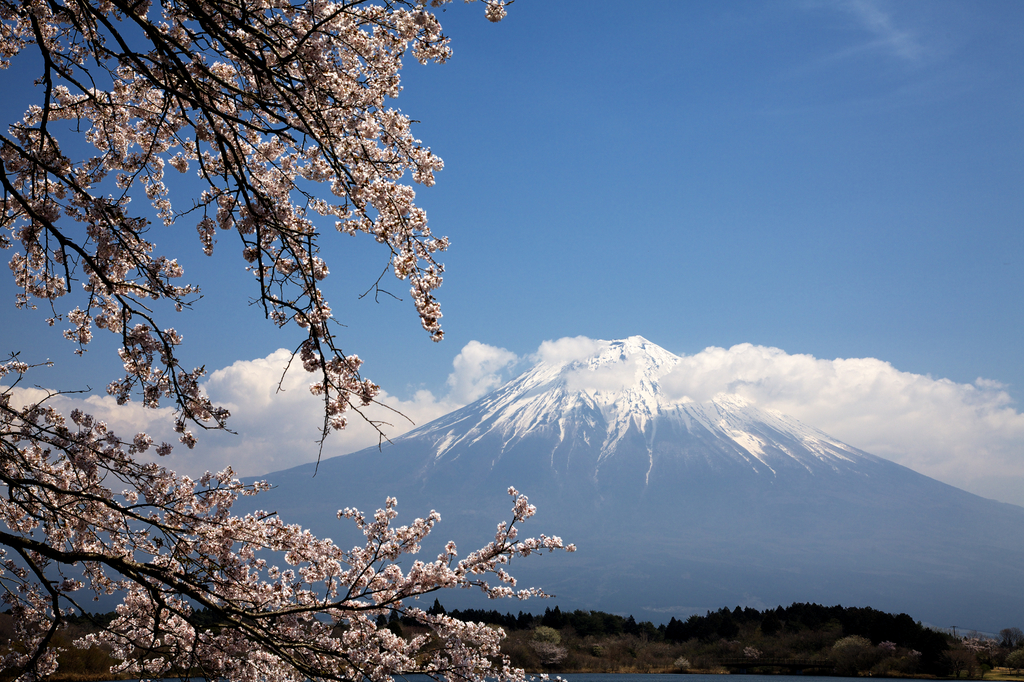 富士山と桜。