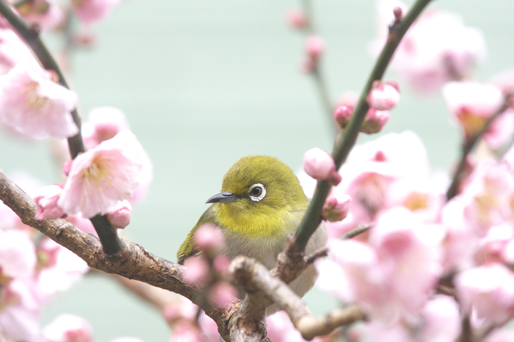 うめじろう！