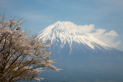 富士山と桜。