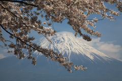 富士山と桜。