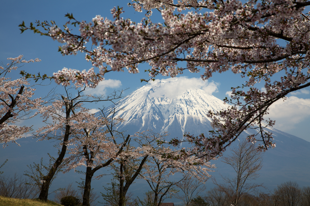 富士山と桜。