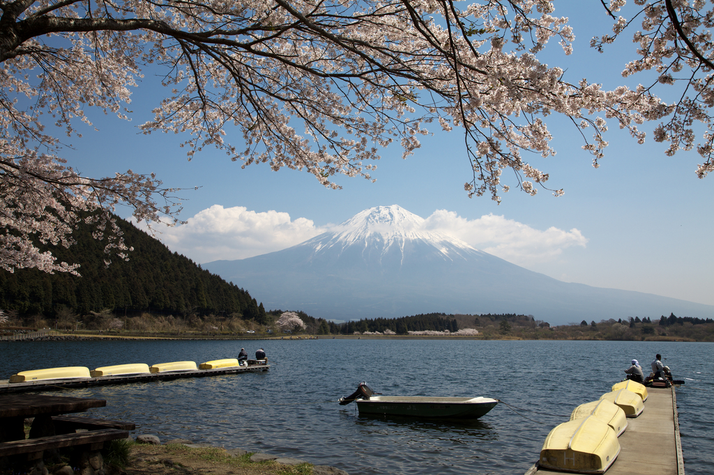 田貫湖から桜と富士山。