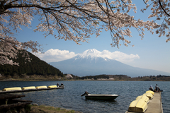 田貫湖から桜と富士山。