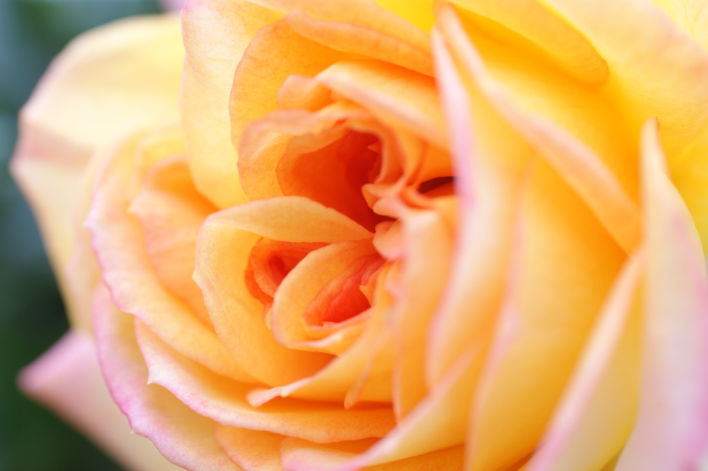 薔薇