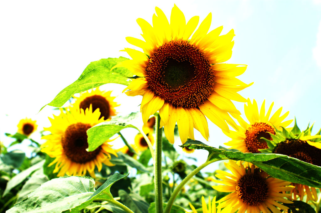 夏