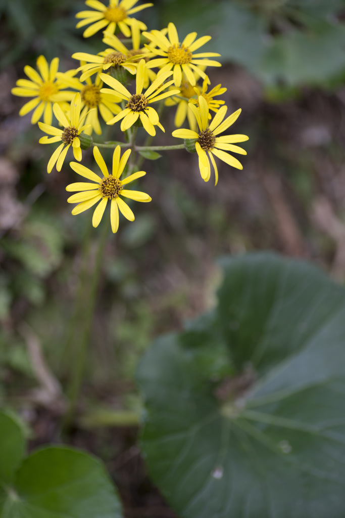 ツワブキの花